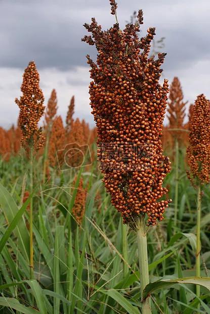 高粱种子图片大全,大片高粱成熟图片