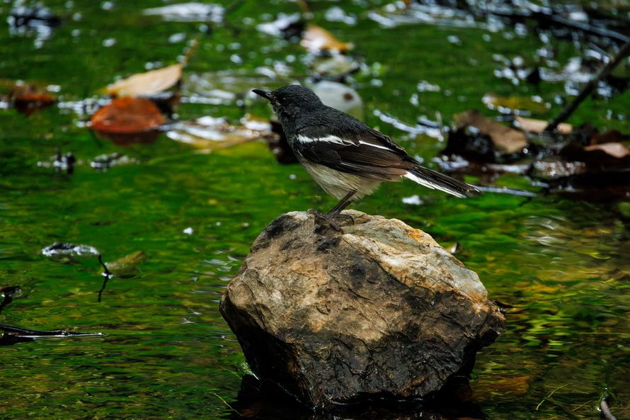 佳能eosr8打鸟,佳能eosr8拍视频变焦