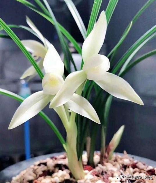 云南发现一株顶级兰草,云南发现野生兰花