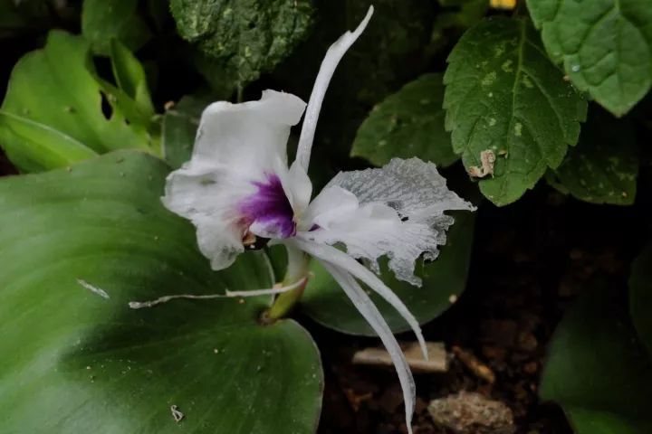 150种常见药用植物大全,150余种常见药用植物花期组图