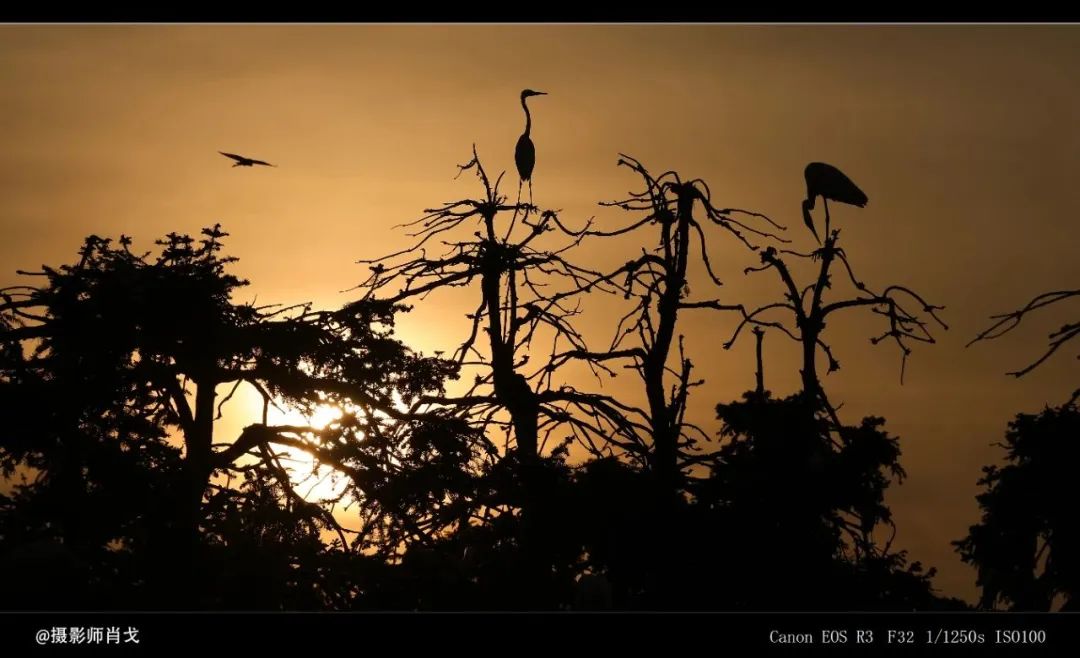 哪里能买到佳能rf800mmf5.6定焦镜头,佳能rf600与佳能rf800mm对比图