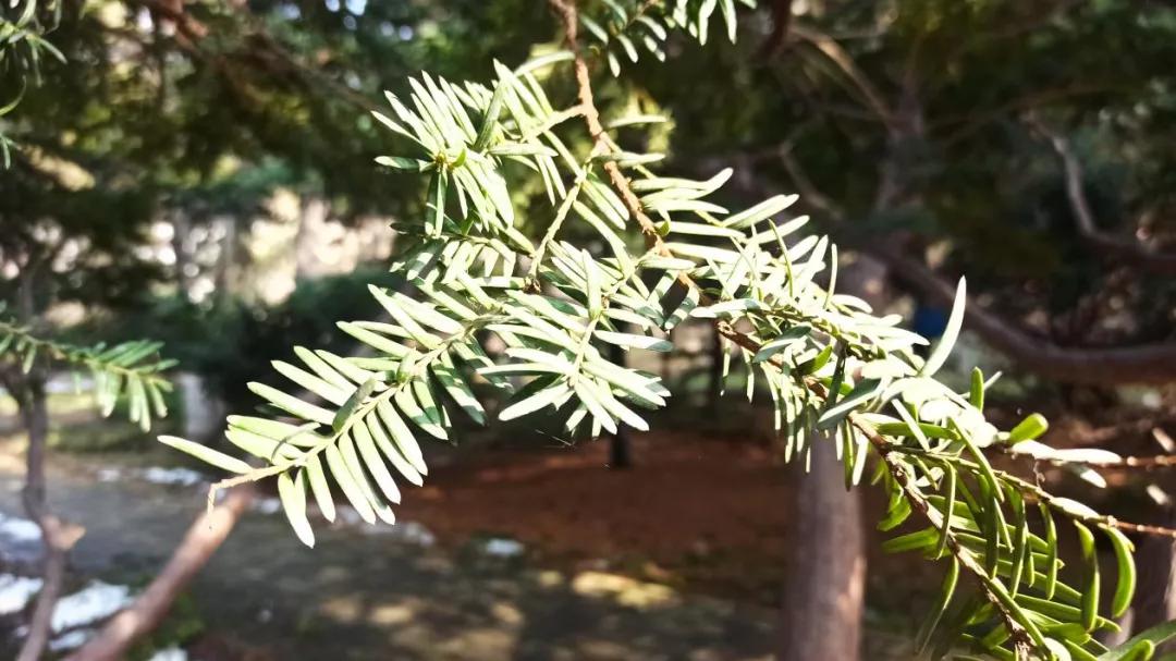 它是“绿色黄金”，更是“征服癌症的希望之树”
