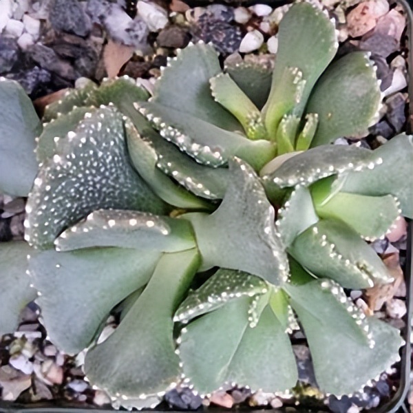 102个大类近500个多肉植物图片，都极其美丽，建议在家中也养一盆