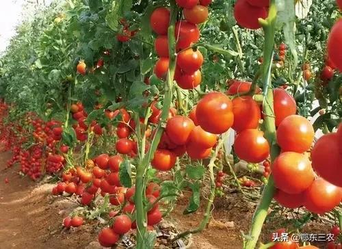 番茄开花不坐果怎么回事,番茄开花如何打枝才能长得更好