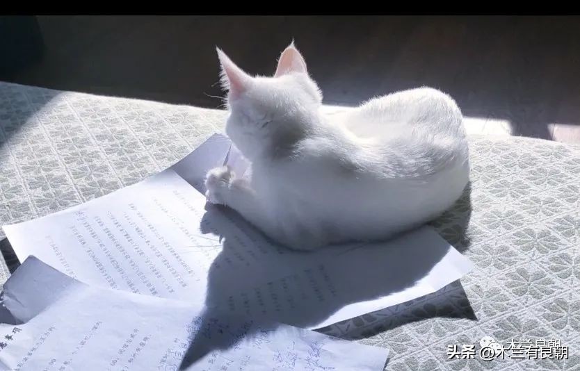 这回这妖精是真的要拆家了