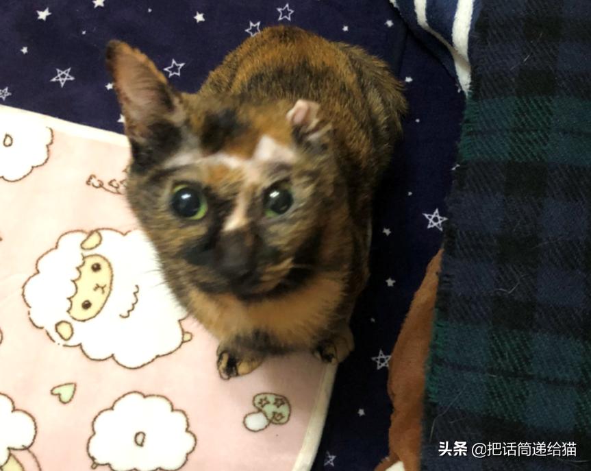 女孩救下一只差点被货车撞死的猫,小女孩救下乌鸦被夺走眼睛