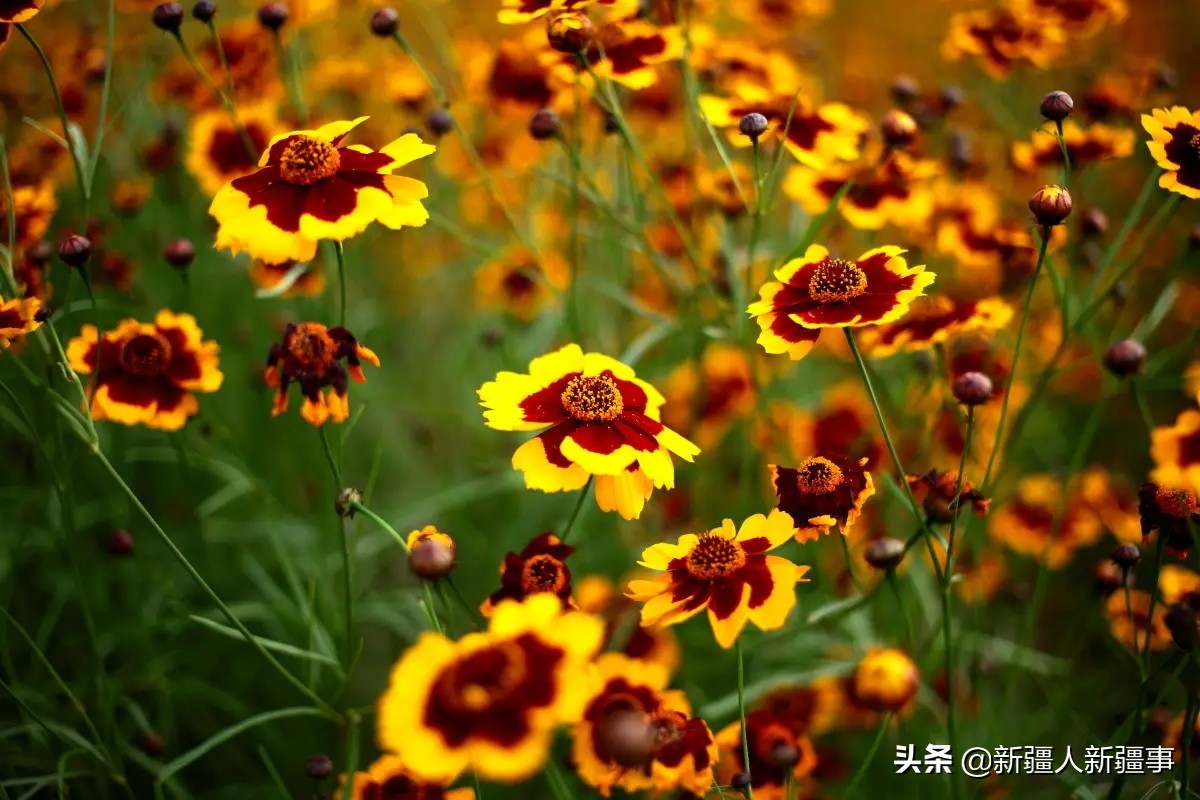 乌鲁木齐在建产业园,新疆建一座专业足球场