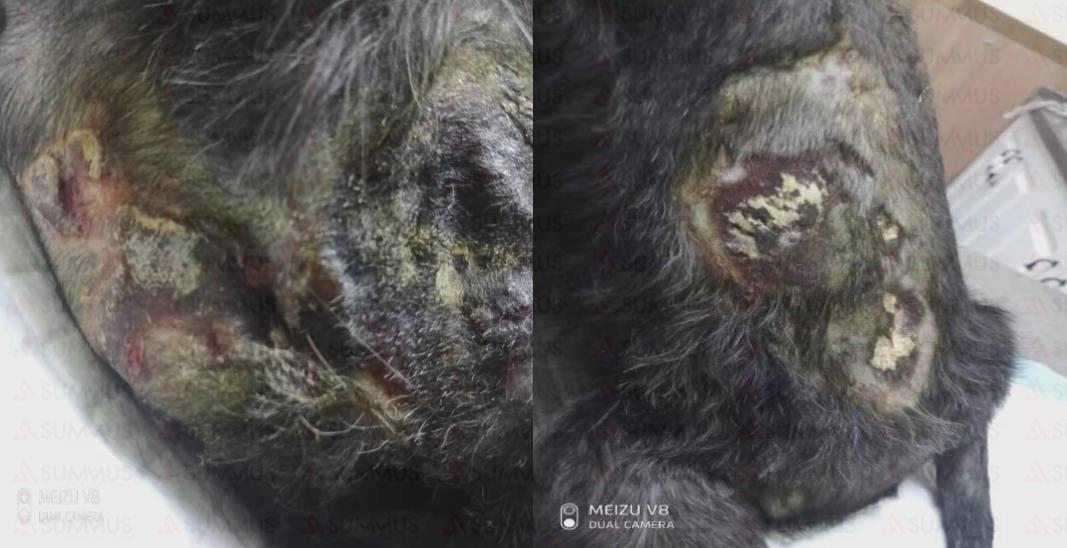 狗狗被烫伤了怎么办？兽医激光治疗仪来帮忙