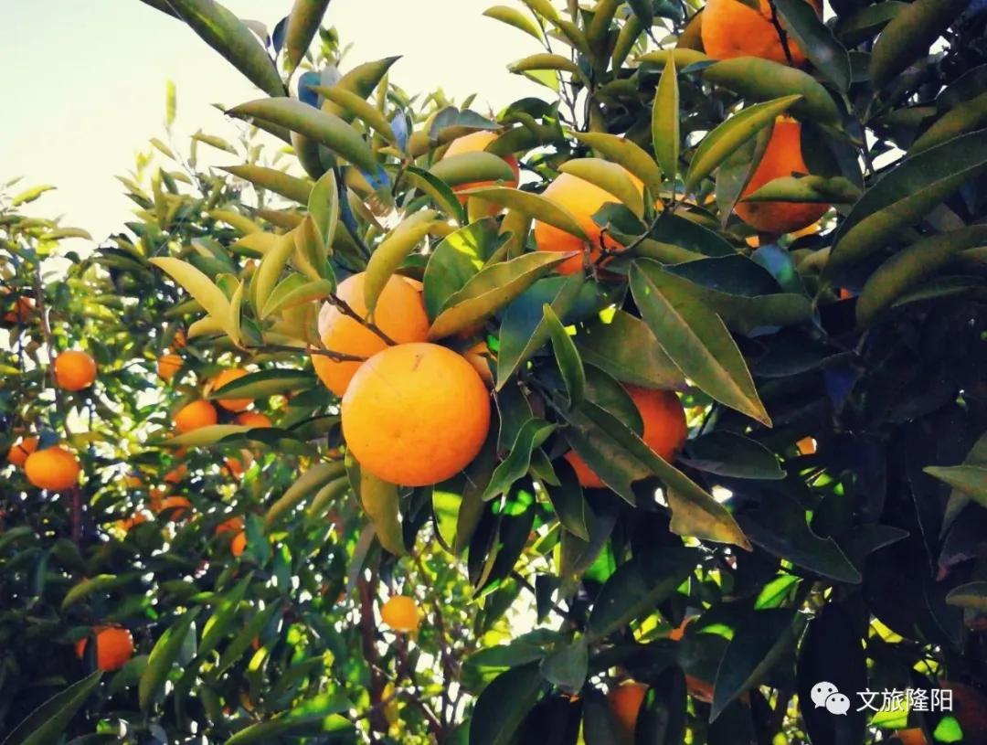 冬樱散场菜花香，蜂飞花间采蜜忙：用一天的时间去邂逅乡野风光
