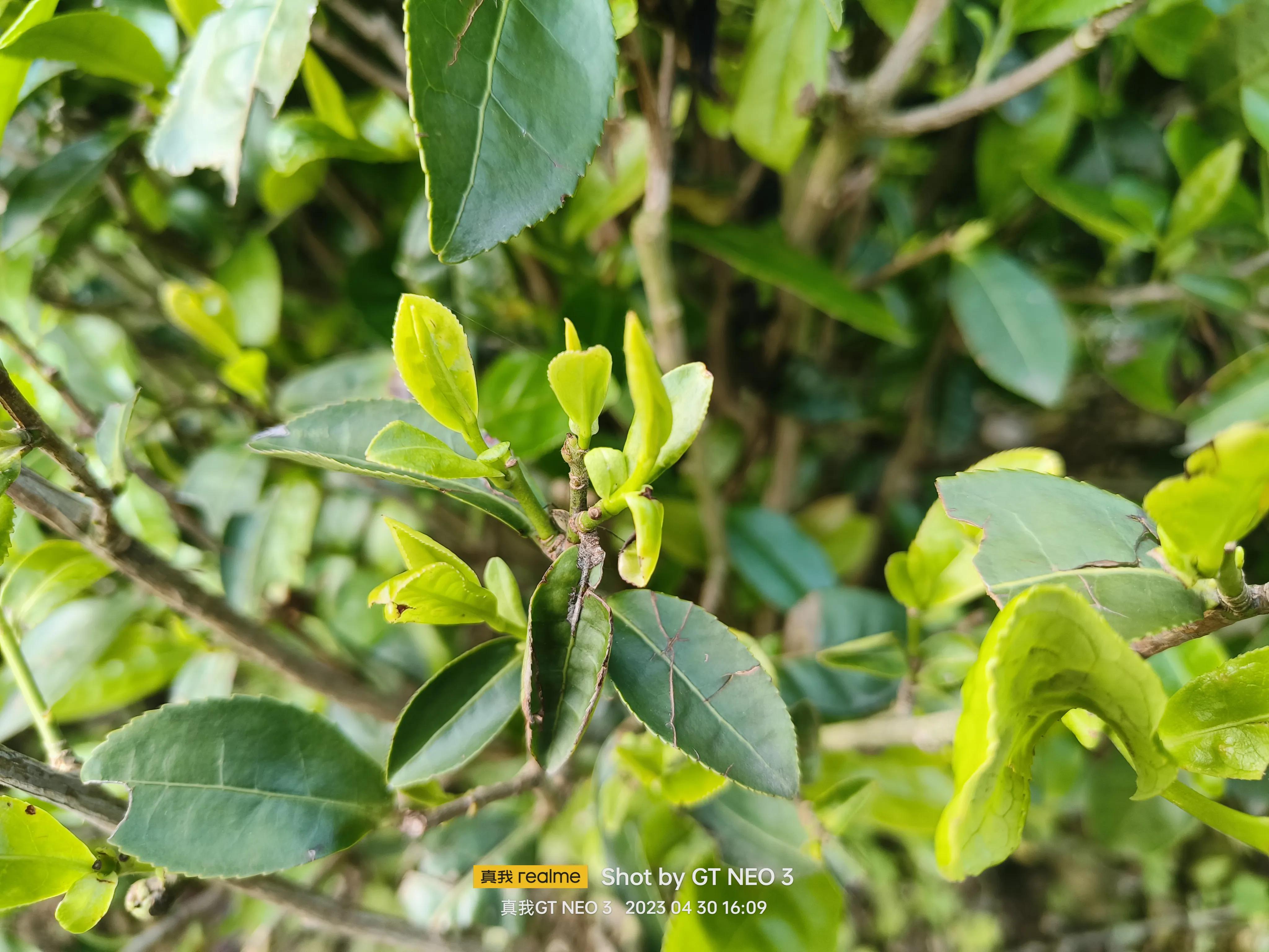 雁荡旅游日,雁荡二日游亲子