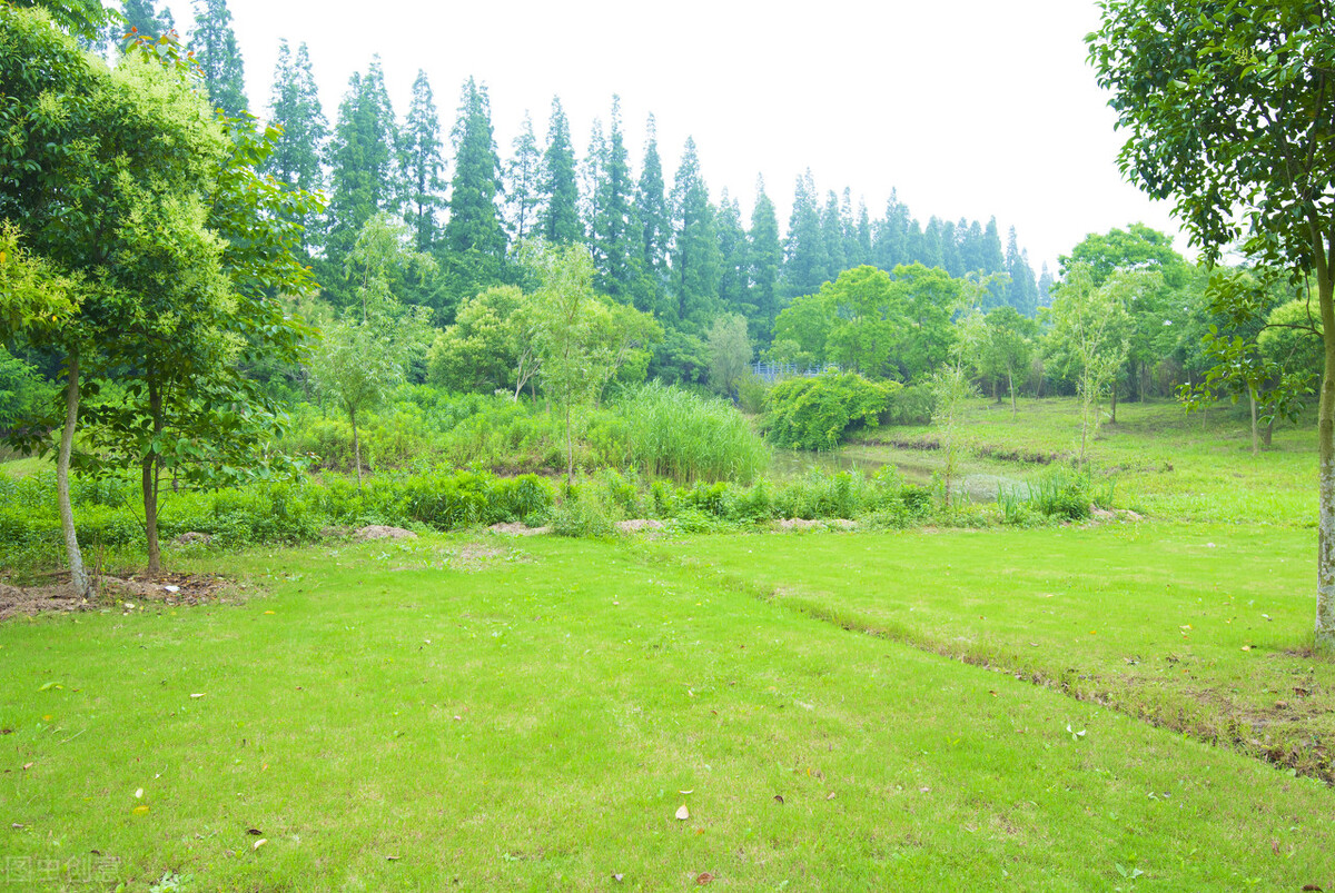 上海市区森林秘境,上海这些景区值得一去
