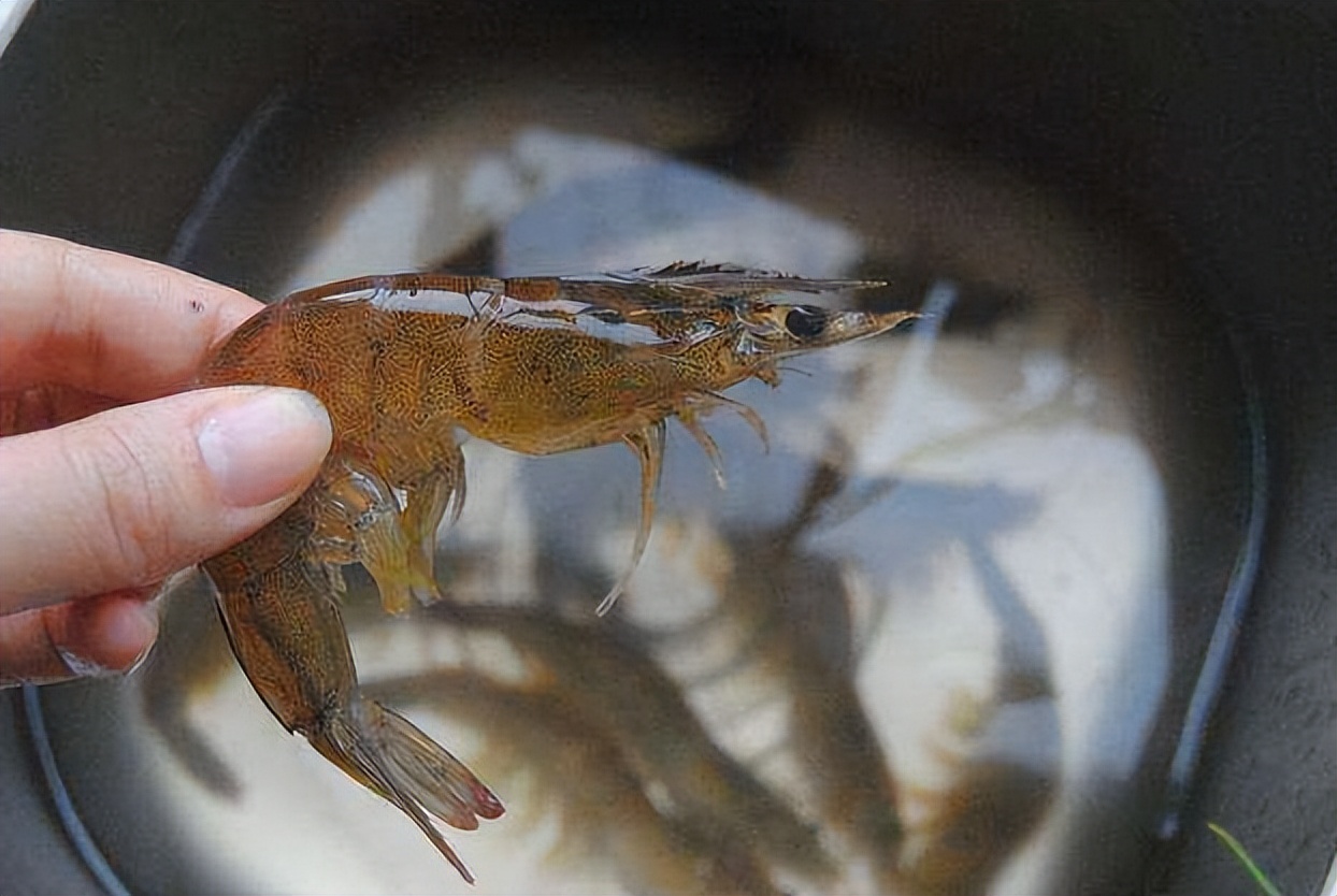 虾的背上黑线能吃吗,虾背上的那个黑线能吃吗