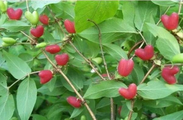 100多种罕见水果欣赏,100种罕见水果名字