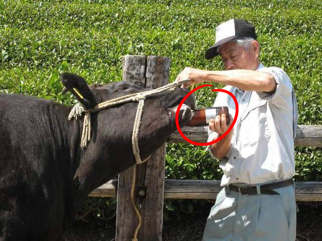 和牛是怎么培育出的,日本人是如何培育出和牛的