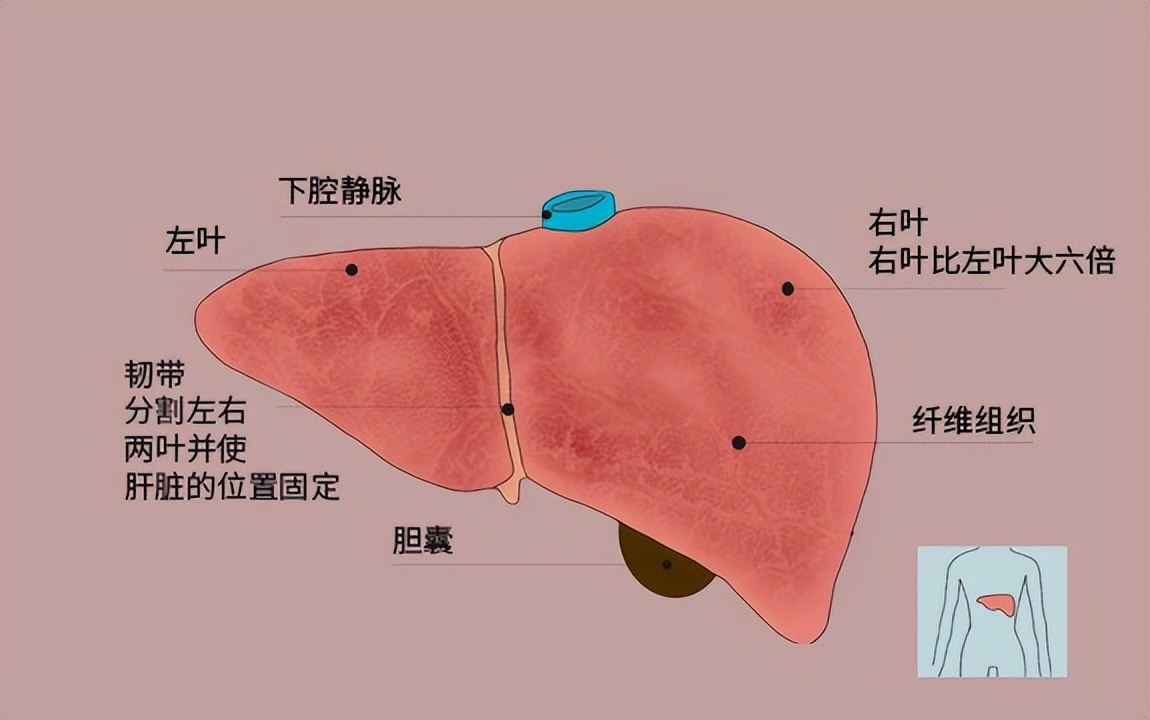 胆红素偏高怎么降,胆红素过高怎么降低