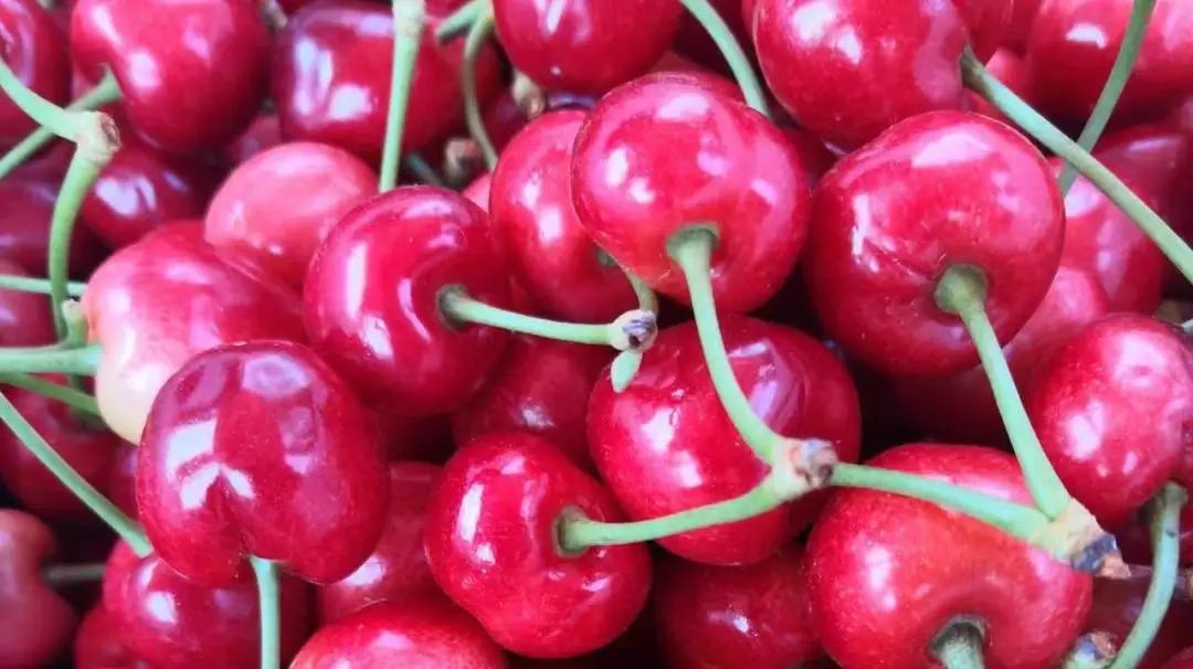 特色果业优质化发展,特色果业新政策