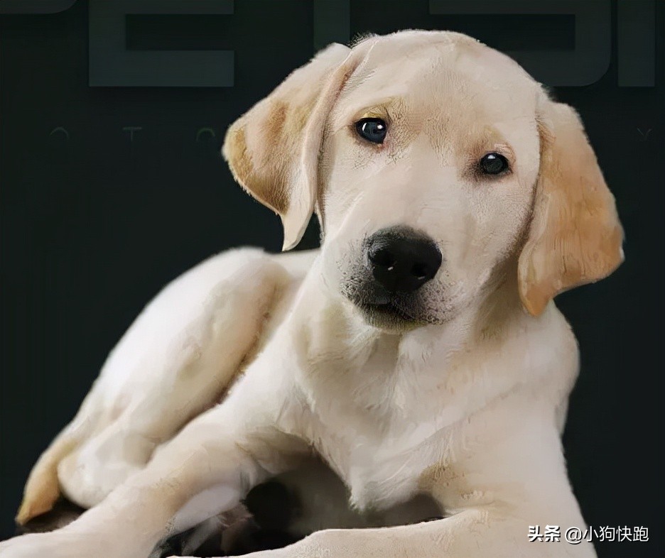 金毛拉布拉多犬的优点和缺点,新手养金毛老手养拉布拉多