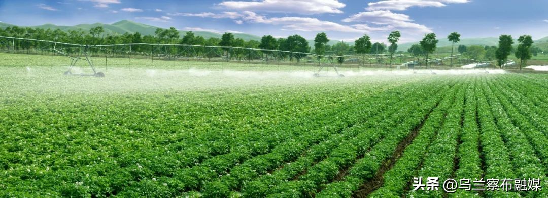 乌兰察布马铃薯发展现状,乌兰察布市马铃薯发展规划