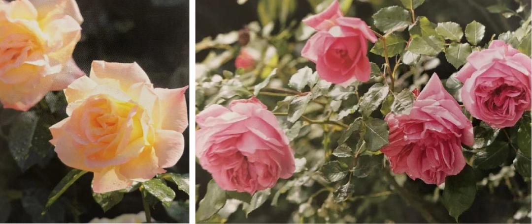 栽培玫瑰花的正确方法,玫瑰花种栽培技术