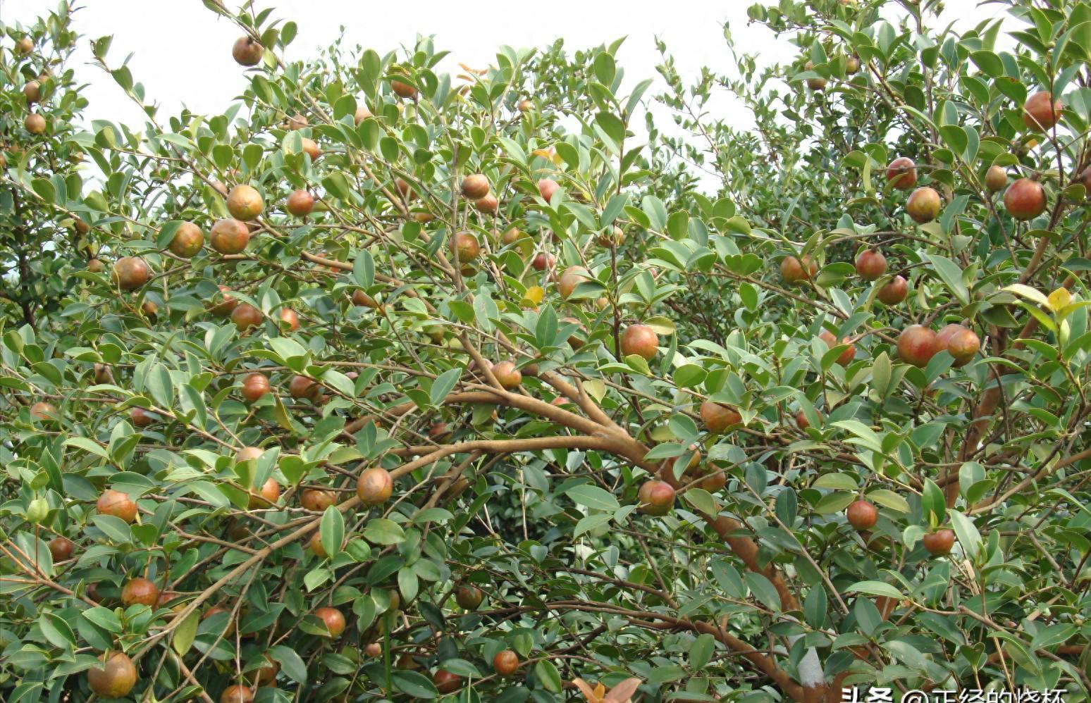 曾是皇帝*用御**，如今却无人问津，“油中软黄金”如何走向末路？