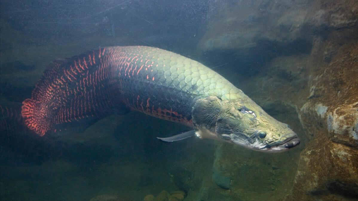 世上最萌的动物考拉,最懒的动物考拉