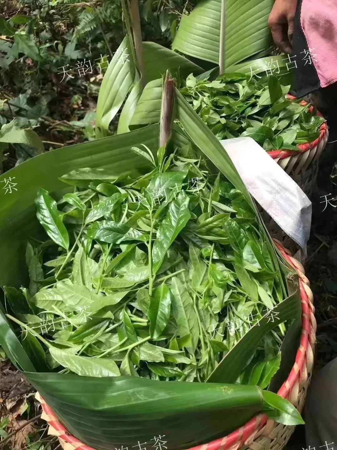 高山云雾出好茶云南,云南茶区哪种茶最好