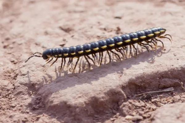 蜈蚣是叫千足虫还是百足虫,有点像蜈蚣又有点像百足虫