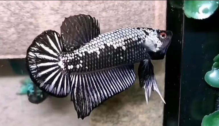 观赏鱼斗鱼小型淡水好养,适合新手养的观赏鱼小型斗鱼