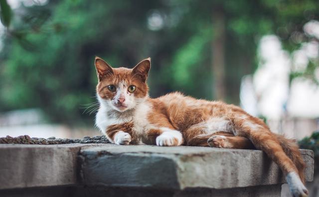 夏天屋里没有空调猫怎么降温,夏天没有空调猫热怎么办