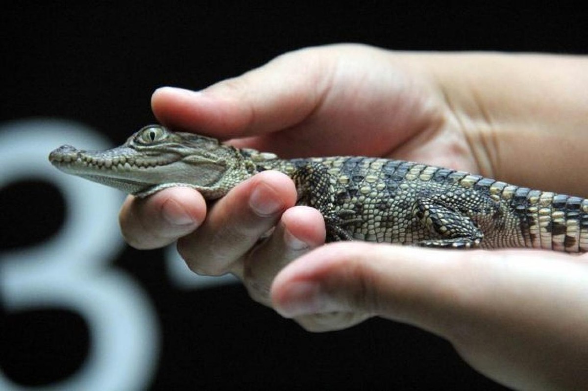 养鳄鱼差点被咬到,养殖鳄鱼长大了会咬主人吗