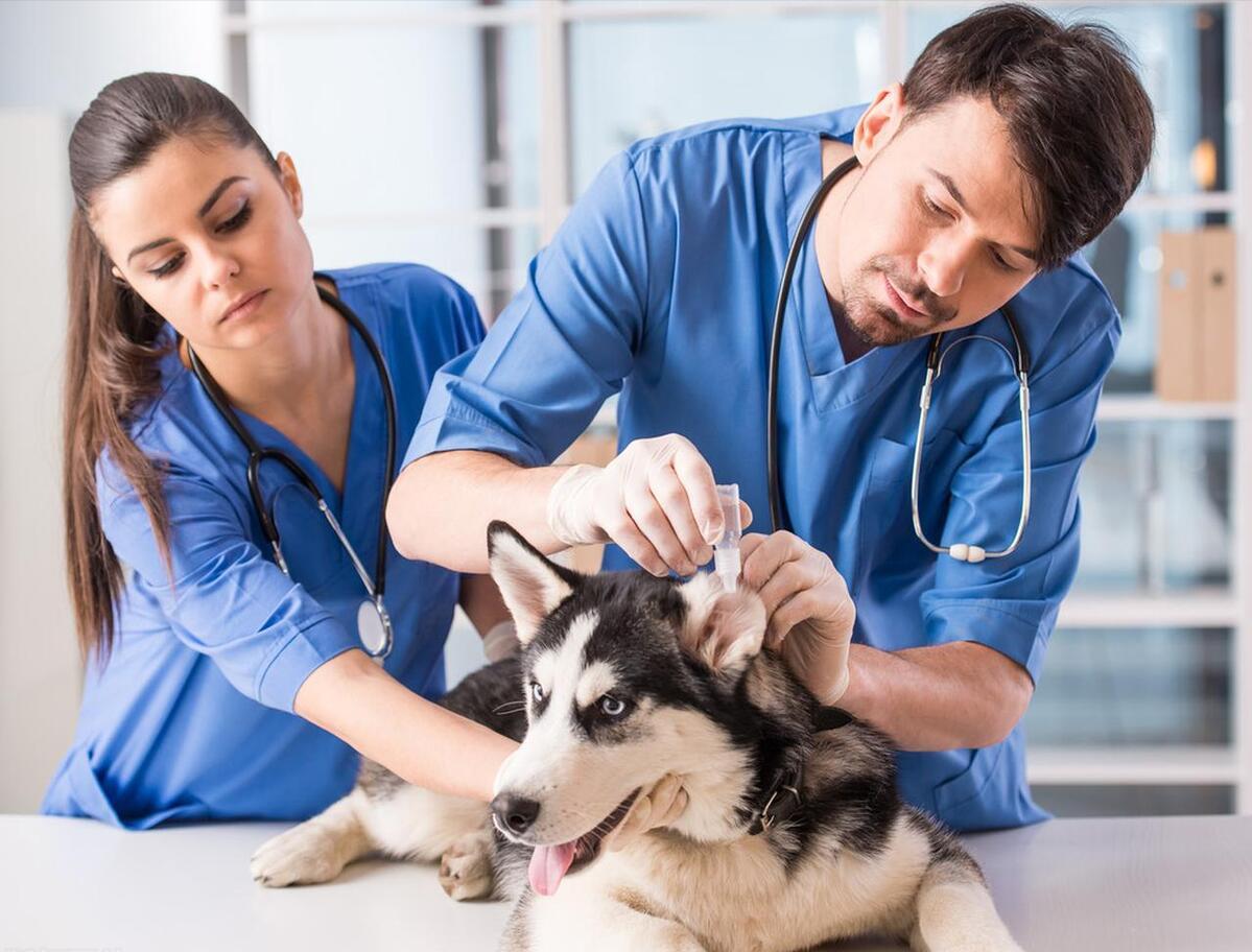 如果狗出现这几种情况会怎样,一只狗有这几种行为说明智商很低