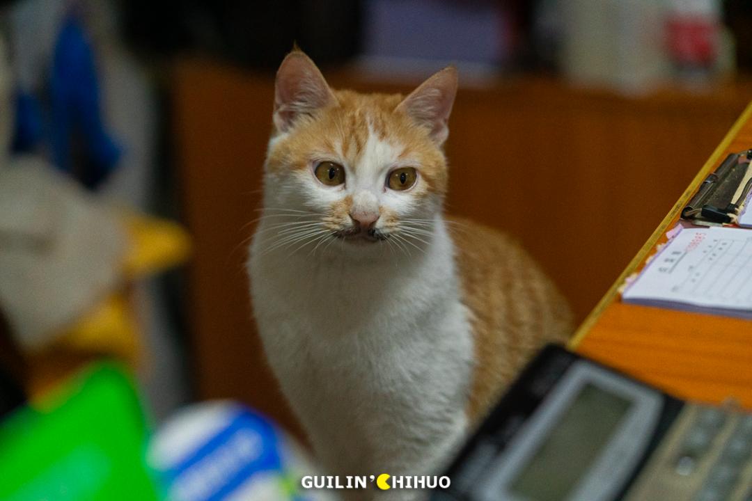 老字号石锅鱼31年老店,温岭石锅肥肠鱼