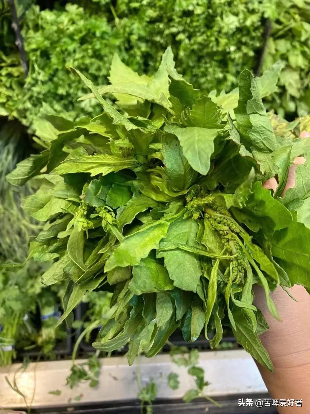 小时候割猪草,小时候割喂猪的猪草都叫什么