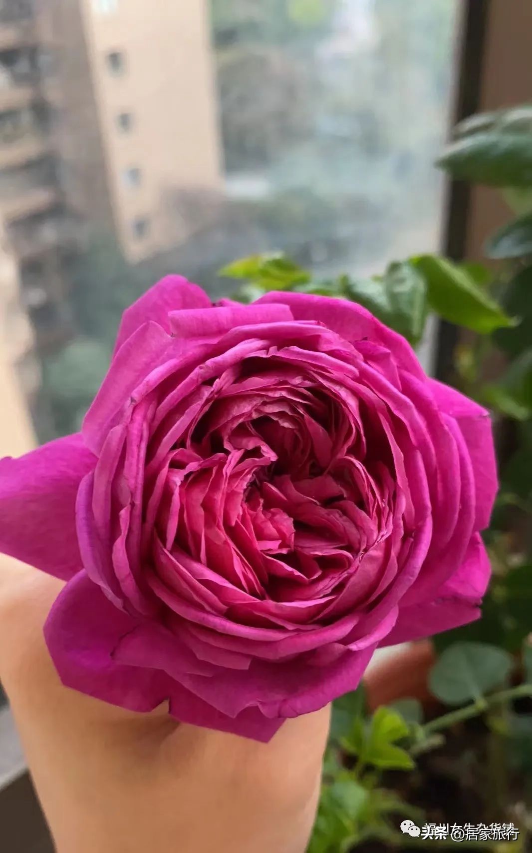 12/24,这个平安夜，无聊又有趣