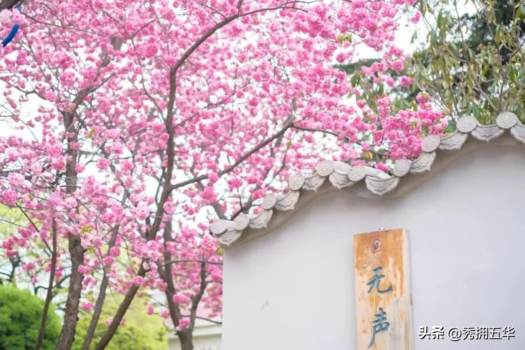 把春天装进校园里作文,把春天装进眼里