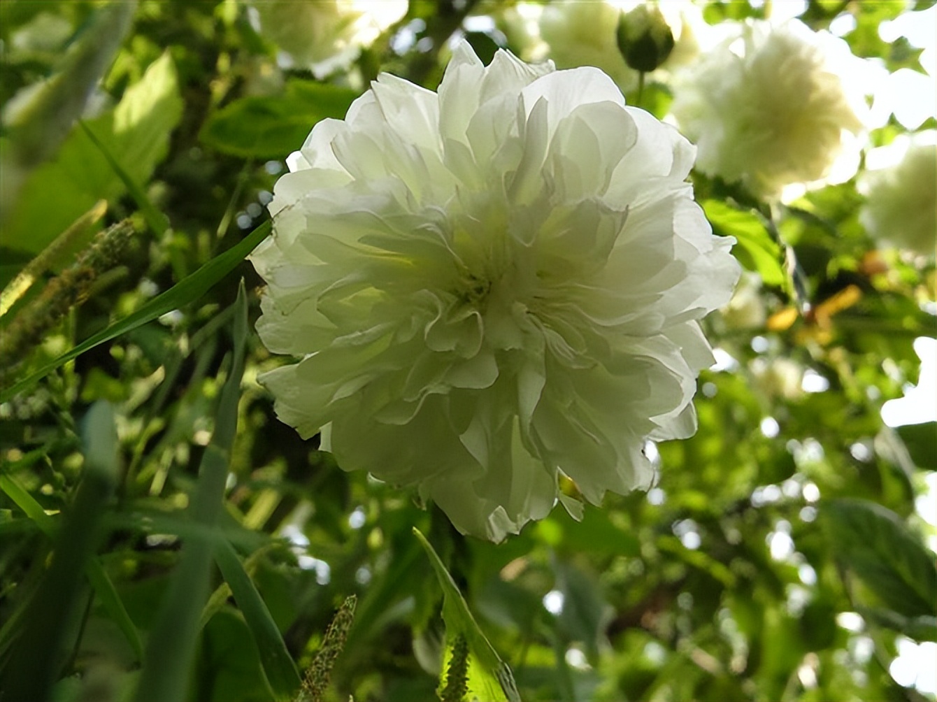 开到荼蘼的文化含义,荼蘼表达什么意思