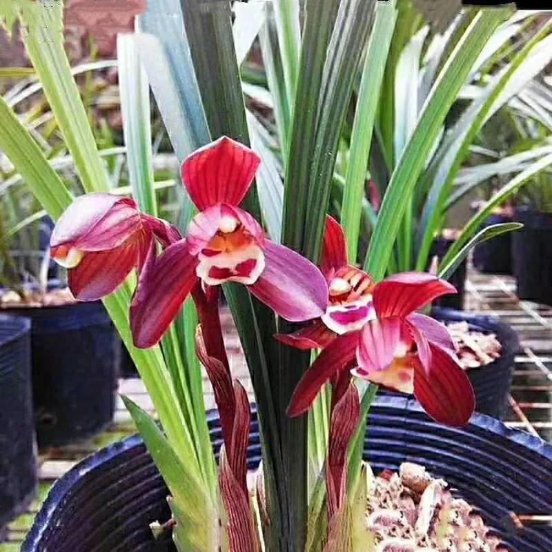 兰花品种大全四川,兰花品种鉴别方法