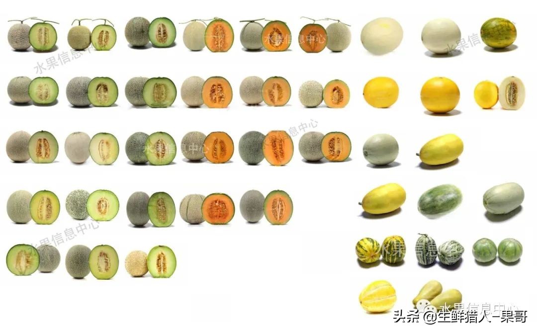 黄金蜜瓜网纹瓜和哈密瓜哪个好,羊角蜜就像哈密瓜和香瓜的结合