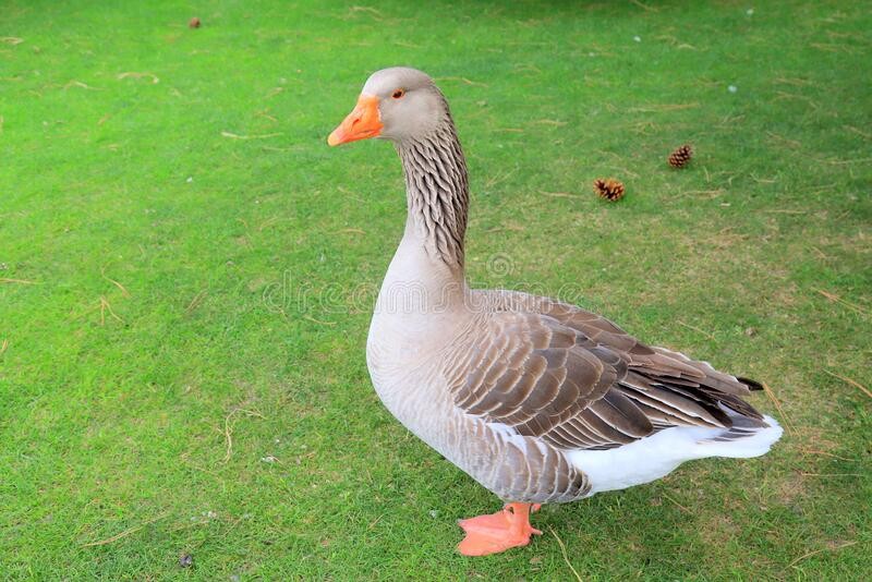 被强行改造身体，只为满足一己私欲！人类或许是地球最残忍的生物