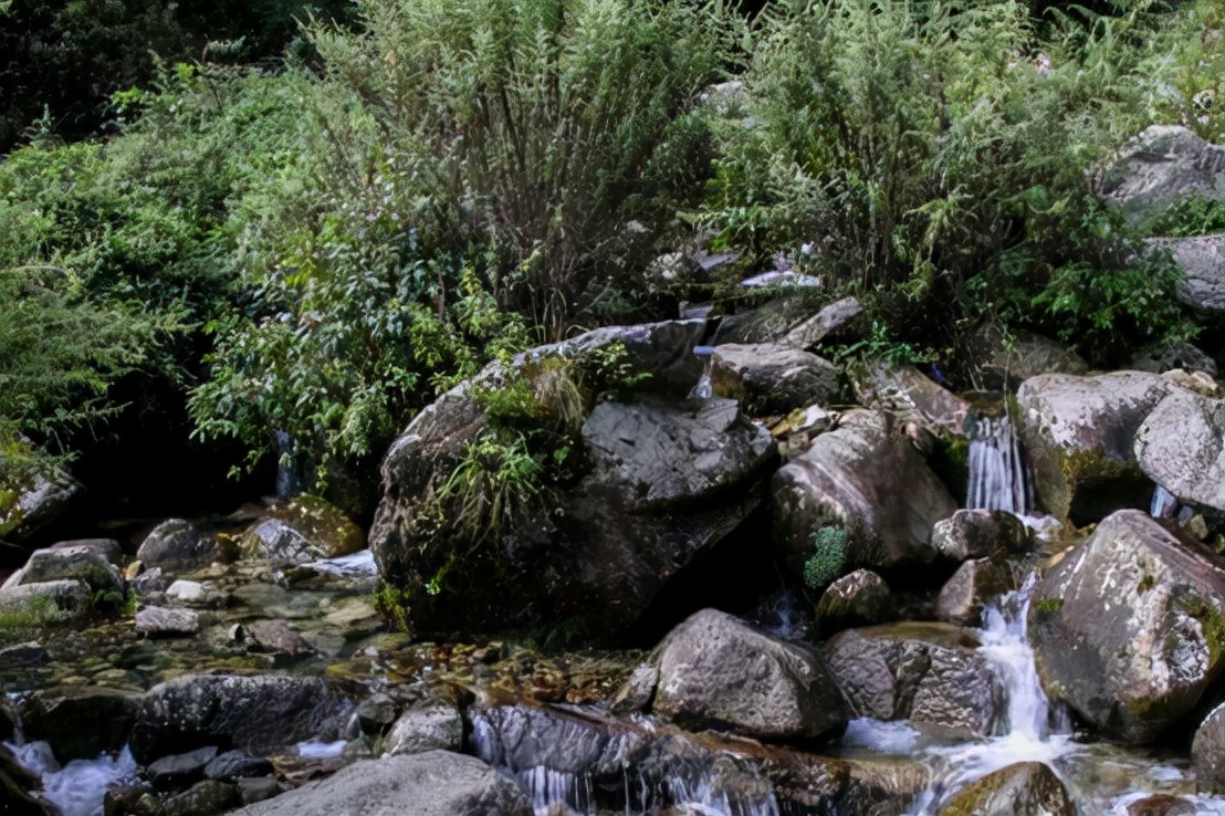 新物种深圳巨腹蟹好吃吗,深圳巨腹蟹发现物种