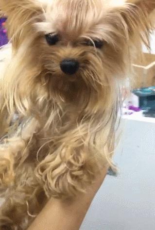 约克夏不好看为什么那么多人喜欢,约克夏为什么臭