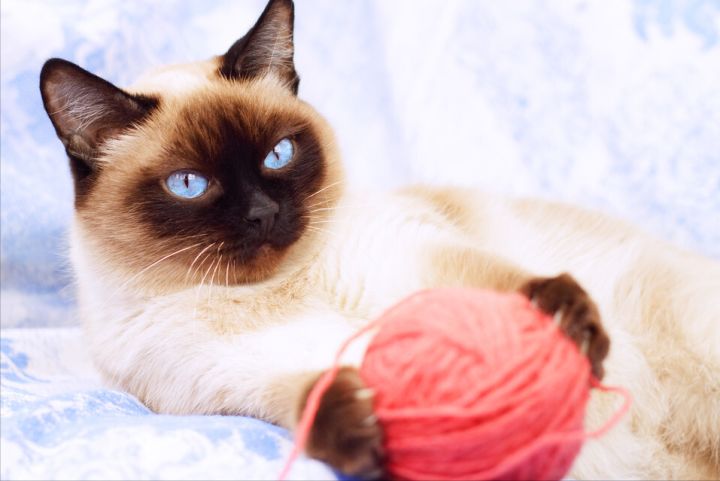 暹罗猫串串的缺点,暹罗猫的优点和缺点是什么