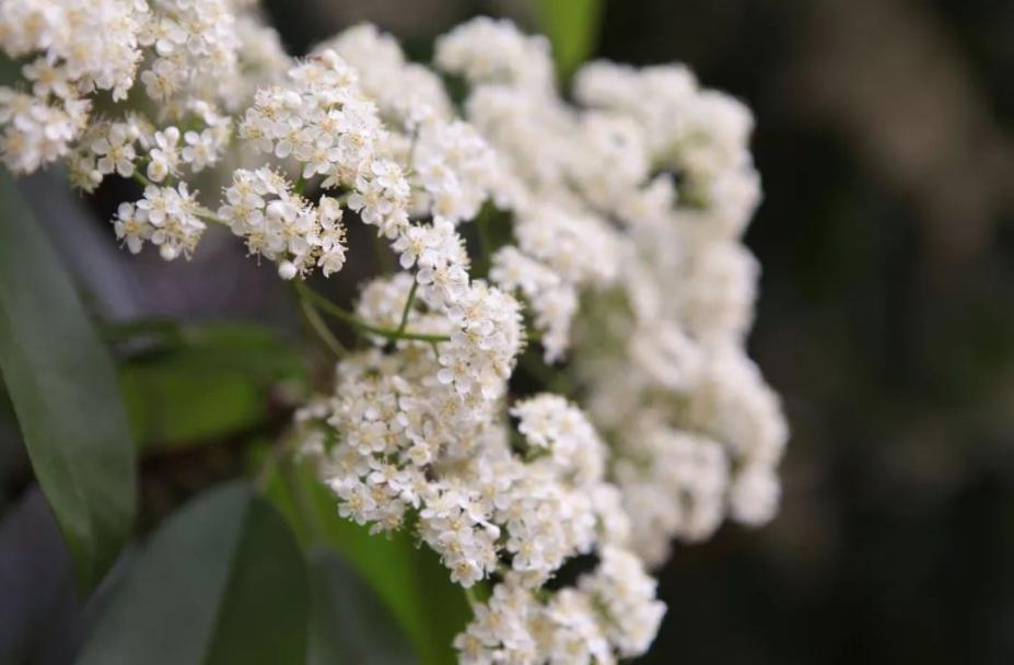 石楠冬日花开诗句,红叶石楠花诗句