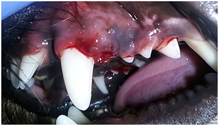 小狗牙龈炎要怎样治疗,犬口腔炎怎么治