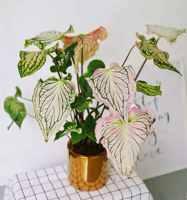 家里光照不足养的花,家里光照不足养什么植物