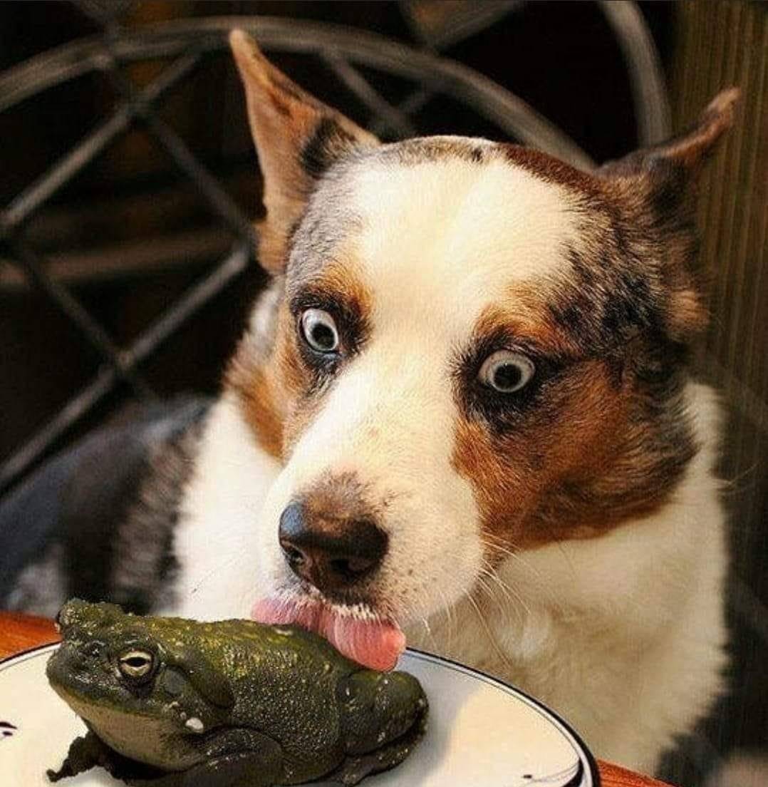 天鹅把*粟罂**当油菜吸嗨了，狗舔癞蛤蟆上瘾，动物吸毒有什么后果？