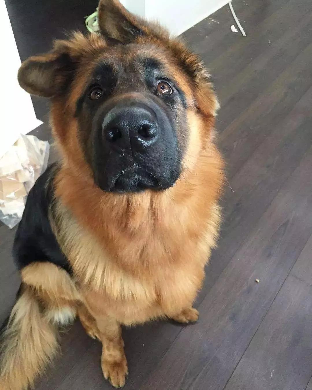 农村人买狗注意事项,农村狗市买狗注意事项