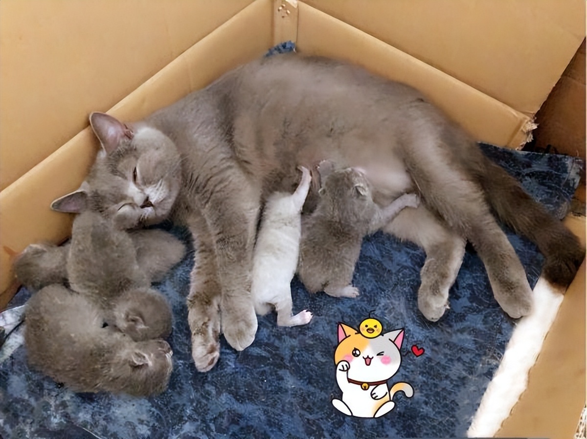 为什么都不愿养女儿,猫为什么不能养母猫