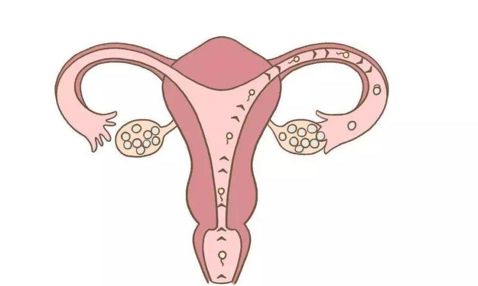 女生体检妇科需要检查哪些,妇科专家给女性的基本常识