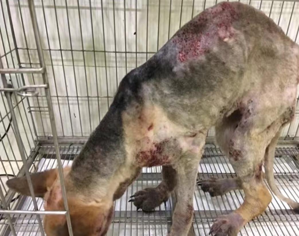 妈咪爱免疫营养宠物日粮挑战重度非健康犬实例